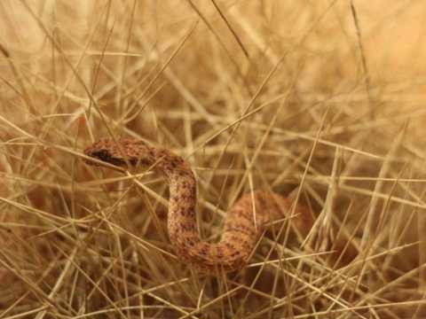 Loài rắn này sở hữu nọc độc nguy hiểm thứ hai trên thế giới và đặc biệt nhanh nhẹn Loài rắn này sở hữu nọc độc nguy hiểm thứ hai trên thế giới và đặc biệt nhanh nhẹn