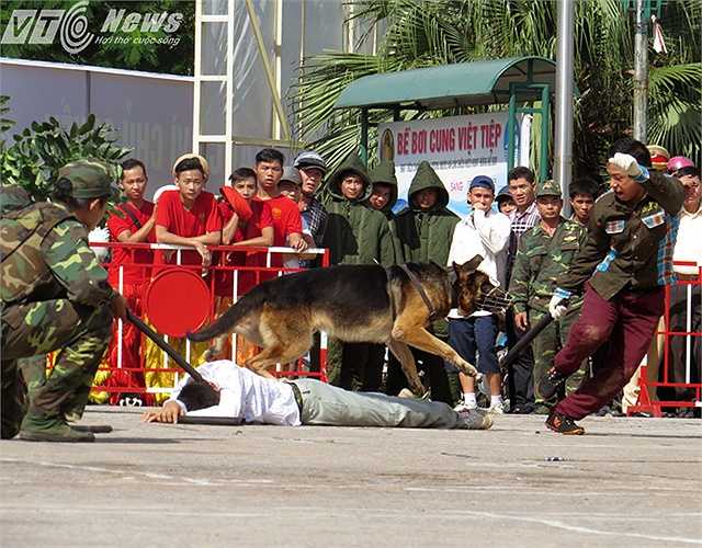 Tuy nhiên, các chú chó vẫn quyết tâm truy đuổi, tấn công đối tượng.