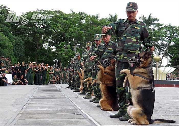 Màn chào hỏi của các chú chó chiến đấu