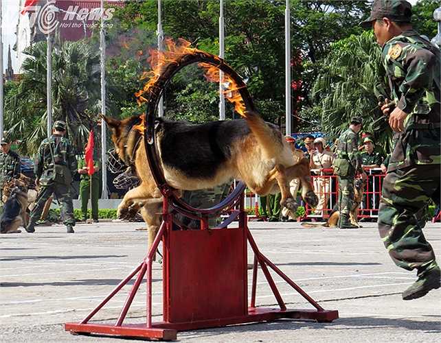 Vượt qua vòng lửa