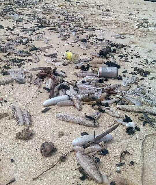 Đổ xô đi bắt hải sâm dạt vào bờ biển Phú Quốc