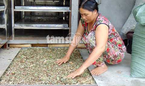 Bà Dung đang chuẩn bị sấy thuốc