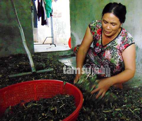 Bà Dung đang rửa mớ cây thuốc Nam vừa hái về