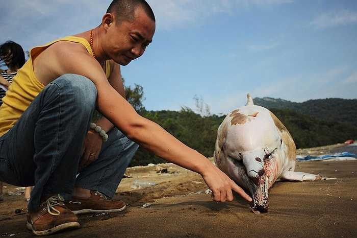 Con cá heo khá nhỏ, chỉ dài hơn 2m nặng hơn 100kg. Trên thân của con cá heo có xuất hiện những vết cắt khiến bong tróc lớp da bên ngoài