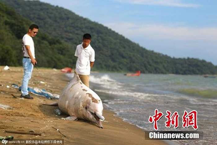 Miệng con cá heo chảy đầy máu rất đáng thương