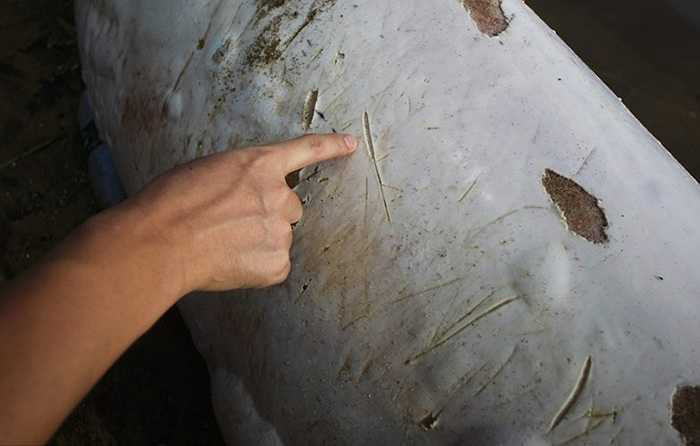 Những vết thương đau đớn trên mình cá heo chằng chịt vết cắt và bong tróc da do nó cố gắng quẫy đạp để về với biển