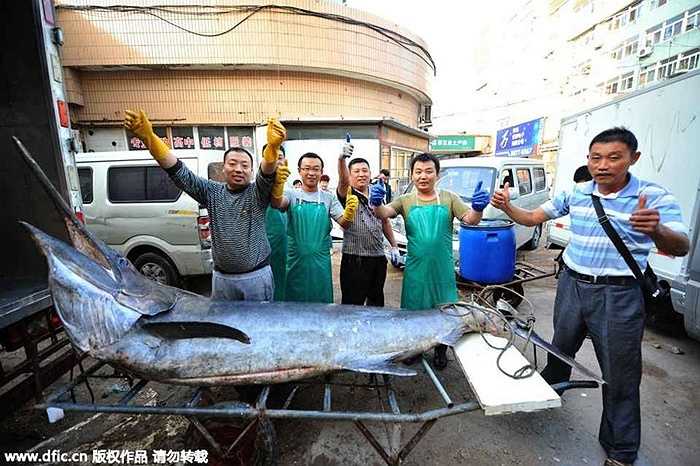 Những ngư dân ở Thanh Đảo (Trung Quốc) vừa bắt được con cá kiếm nặng hơn 300kg. Đây có thể là cá kiếm cái.