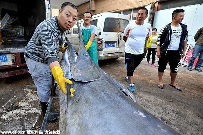 Con cá này dài hơn 3,8m dài hơn con cá kiếm lớn được bắt hồi tháng 9 năm ngoái