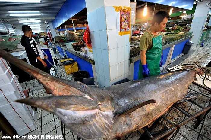 Hồi tháng 9 năm ngoái, một cá kiếm hơn 206kg và dài 3m cũng được đánh bắt ở Thanh Đảo