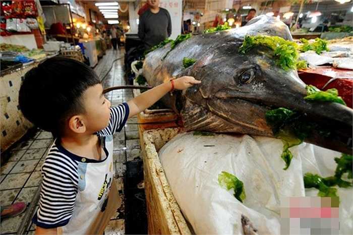 Con cá này nặng đến mức phải dùng cần cẩu để cẩu vào bờ chứ không thể kéo lên bằng tay như các con cá khác