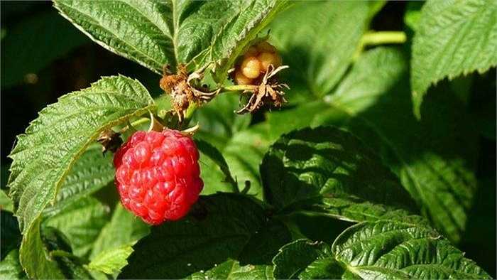 Trà lá mâm xôi rất giàu canxi tốt cho phụ nữ, đặc biệt phụ nữ mang thai, đang nuôi con bằng sữa mẹ và phụ nữ mãn kinh. Trà từ lá mâm xôi còn giúp giải cảm, điều trị tiêu chảy, buồn nôn và tăng cường khả năng sinh sản. 