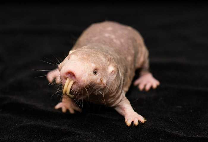 The Naked Mole Rat - Chuột chũi 'trần truồng'. Loài chuột này được mệnh danh là chuột xấu nhất hành tinh. Vẻ ngoài cũng chúng trông như chỉ có da bọc xương và đỏ hỏn. Loài chuột này đặc biệt khỏe và có khả năng cắn xét rất tốt