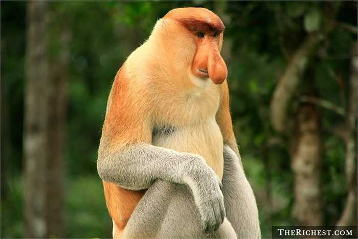 Khỉ vòi. Hay còn gọi là khỉ mũi dài hay Bekantan. Chúng có cái mũi dài ngoẵng và dặc biệt cái bụng phệ. Con trưởng thành có thể nặng tới 30 kg và thường sống chủ yếu ở quần đảo Borneo thuộc Indonesia