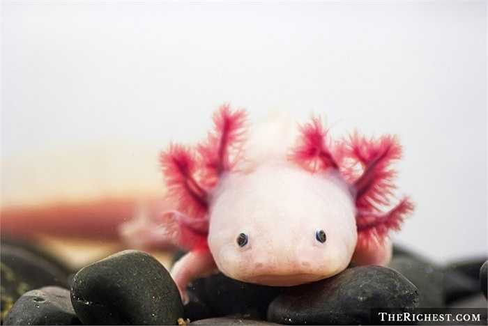 Cá khủng long 6 sừng (Axolotl) được tìm thấy ở Mexico. Chúng có vẻ bề ngoài khá 'cute' - giống với các nhân vật hoạt hình dành cho thiếu nhi. 6 chiếc sừng trên đầu con cá này thực chất là những chiếc mang để hô hấp của nó