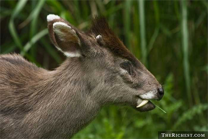 Hươu chần. Loài động vật này có tên khoa học là Elaphodus cephalophus là một loài động vật có vú trong họ Hươu nai, bộ Guốc chẵn. Nhìn nó giống một con ma ca rồng với chiếc răng nanh nhọn hoắt và đây chính là vũ khí chính để chúng chiến đấu lại với kẻ thù