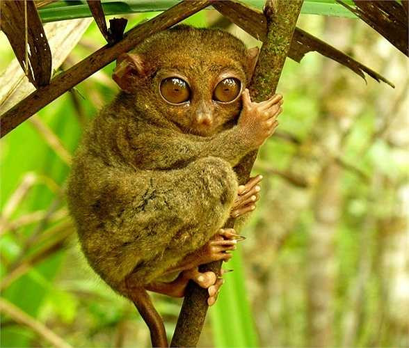 Khỉ lùn Tarsier. Loài khỉ này không chỉ lùn mà còn bé nữa với kích thước chỉ khoảng 85 - 160mm cho chiều cao và nặng 600gr. Chúng là loại linh trưởng bé nhỏ nhất và từng được cho là tuyệt chủng vào năm 1921 trước khi quay trở lại sau 86 năm
