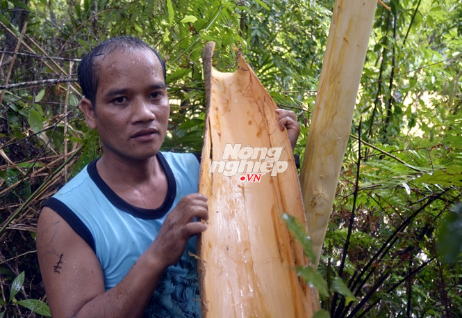 Vỏ cây Pachac Vỏ cây Pachac