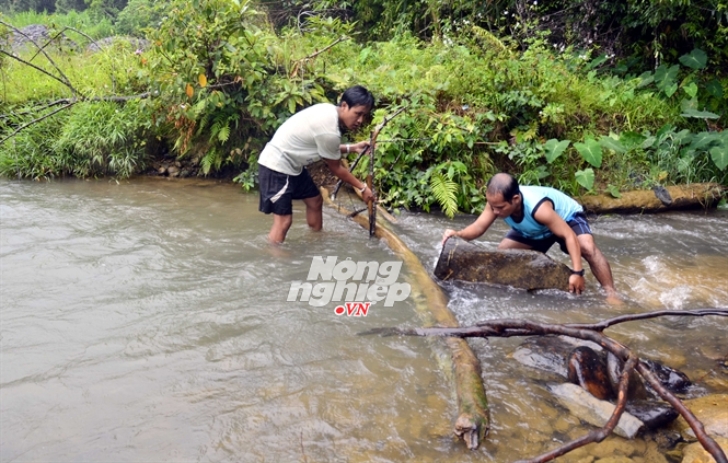 Dùng cây, đá ngăn suối Dùng cây, đá ngăn suối
