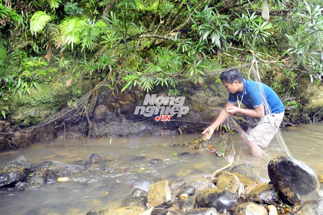 Mỗi đoạn suối cách vài trăm mét được giăng lưới đón cá trôi vào Mỗi đoạn suối cách vài trăm mét được giăng lưới đón cá trôi vào