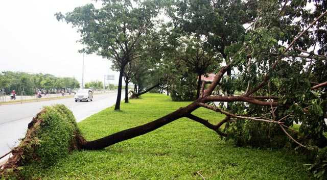 Gần 10 cây xanh có đường kính khoảng 30cm trên đại lộ Võ Văn Kiệt bị gãy, đổ trong cơn mưa kèm theo gió lốc vào chiều 22/9