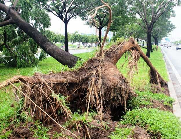 Cây xanh bị quật ngã khiến người dân tiếc nuối.