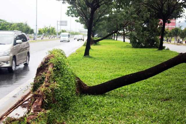 Gió lốc quật ngã hàng loạt cây xanh trên đại lộ triệu USD