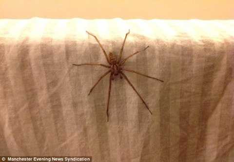 Loài nhện khổng lồ này có nguy cơ còn phát triển hơn nữa