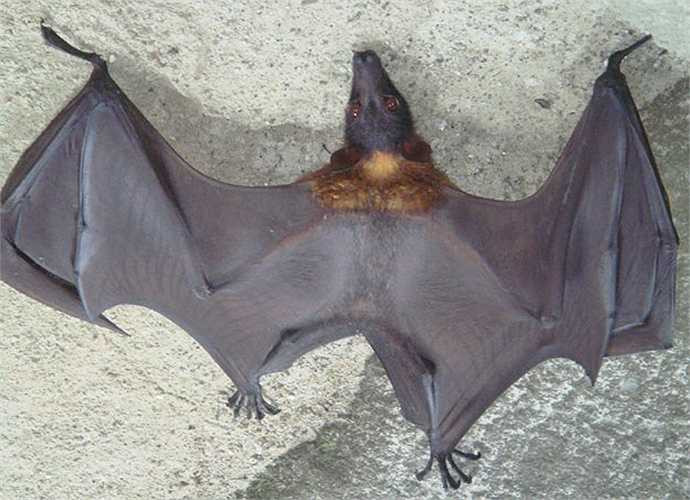 Ngoài ra, giữa hàng trăm con dơi, người săn bắt phải kiên nhẫn bởi dơi ngựa rất hiếm, nhiều khi chỉ có 1 con trong cả đàn.