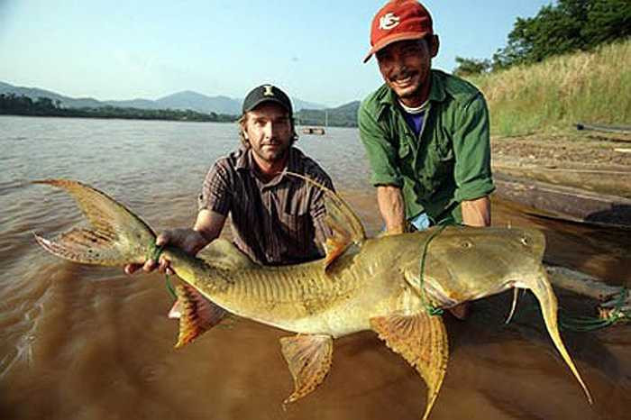  Những con cá chiên càng to thì giá trị càng lớn, lên tới hàng chục triệu đồng. Chúng vừa hiếm vừa sống ở những vùng sông nước hiểm trở. 
