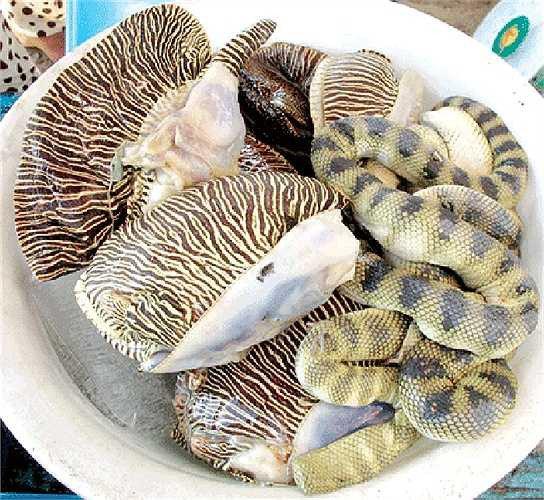 Rắn biển thường được thương lái trả giá tiền triệu/kg, thời điểm rộ lên loại đặc sản này bồi bổ quý ông như 'thần dược', giá rắn biển thổi lên gấp 2-3 lần.