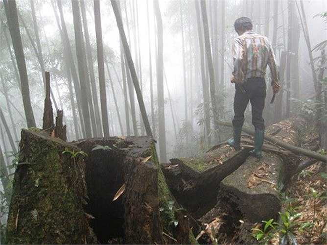 Vì mưu sinh, không ít người mạo hiểm lên rừng thiêng, nước độc, đi vào vùng nước đầm lầy để săn rắn độc, trăn khổng lồ. 