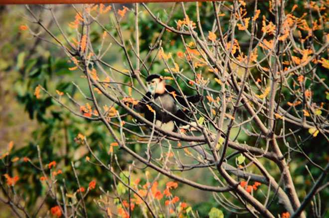 Voọc chà vá chân đen ở Hòn Hèo. Ảnh: Sylvio Lamarche 