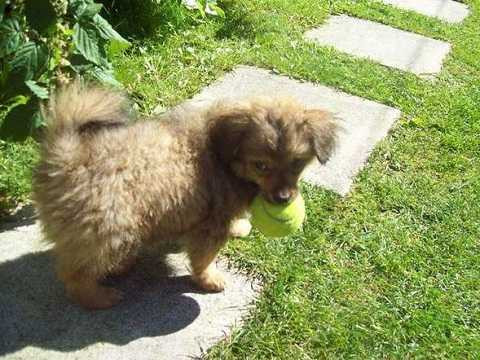 Bức ảnh chú chó được tổ chức Cause Animale Nord đăng tải lên Facebook Bức ảnh chú chó được tổ chức Cause Animale Nord đăng tải lên Facebook