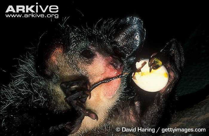 Khỉ Aye Aye có danh pháp khoa học là Daubentonia madagascariensis. Một số nhà khoa học cho rằng, chúng là một loài thuộc họ vượn cáo. 