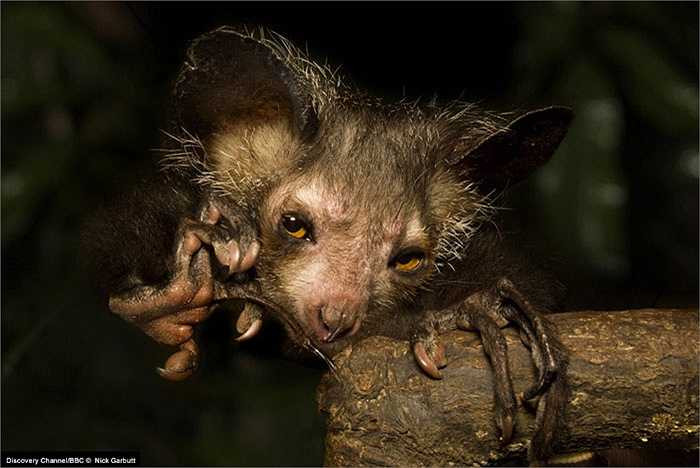 Loài động vật đặc biệt này thường sinh sống đơn độc. Tuy nhiên thỉnh thoảng người ta cũng bắt gặp chúng kiếm ăn theo từng nhóm nhỏ, đó thường là những con khỉ nhỏ chưa trưởng thành đi kiếm ăn chung với mẹ của mình.