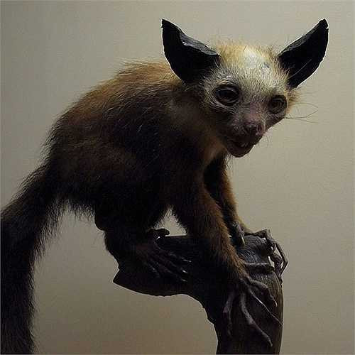 Loài Aye Aye nằm trong cùng một nhánh với con người, khỉ và khỉ không đuôi.