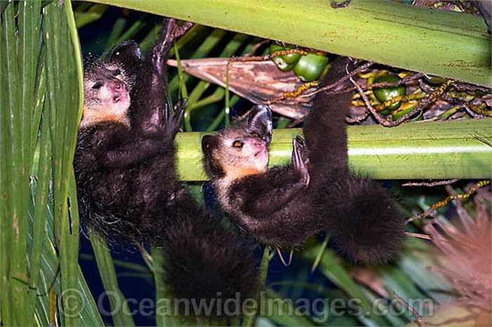 Vì bị coi là điềm báo của quỷ dữ, nên chúng bị người dân ở Madagascar ghét bỏ. 