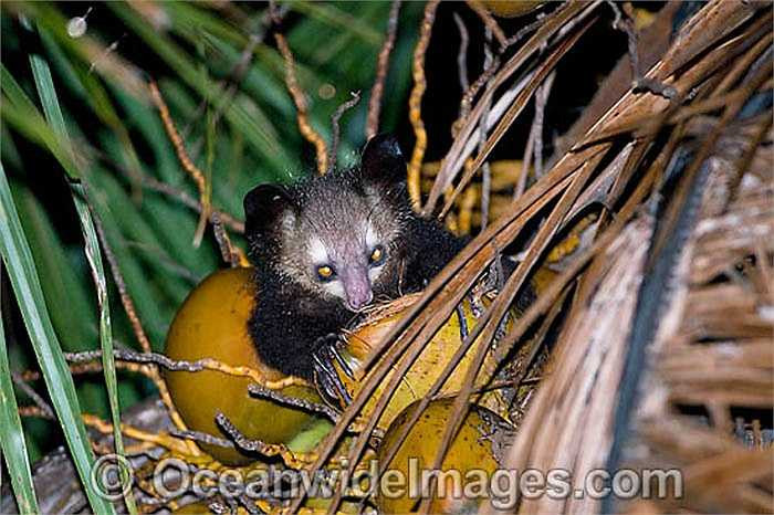 Người ta tin rằng loài khỉ Aye Aye sẽ mang đến cái chết, chính vì thế khi gặp chúng phải bắt và đâm hỏng mắt của chúng. 