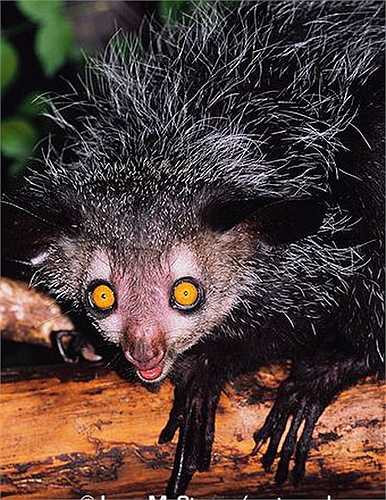 Khỉ Aye Aye có kích thước khá nhỏ bé, nặng khoảng 3kg, với chiều dài cơ thể chỉ vào khoảng 25 –40cm.