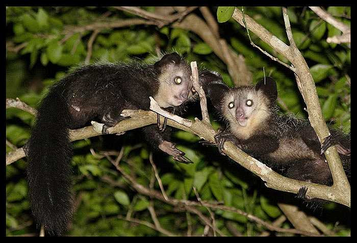 Chúng có một cái đuôi khá dài và lớn. Nhìn từ xa, trông chúng chẳng khác gì loài sóc.
