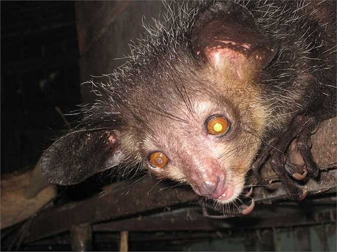 Chúng nổi bật với tai lớn sẫm màu và vểnh ra phía trước. Mõm tương đối nhọn. Mắt tròn, lớn và trố. 