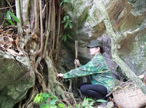 Chị Minh lấy rễ một loài cây quý làm thuốc Chị Minh lấy rễ một loài cây quý làm thuốc