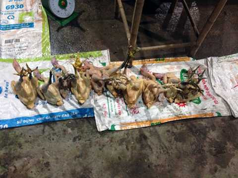 Lô gà chưa qua kiểm dịch bị phát hiện tại lò mổ. Ảnh: S.H