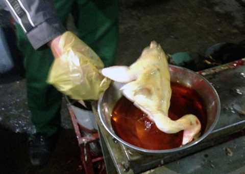 Gà chưa kiểm dịch được nhúng vào hóa chất tạo màu vàng. Ảnh: S.H
