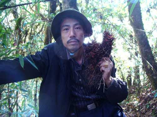Anh Thanh và củ thuốc cực quý, chỉ có ở độ cao hơn 2.000m, đang bị Trung Quốc thu mua ráo riết. Anh Thanh và củ thuốc cực quý, chỉ có ở độ cao hơn 2.000m, đang bị Trung Quốc thu mua ráo riết.