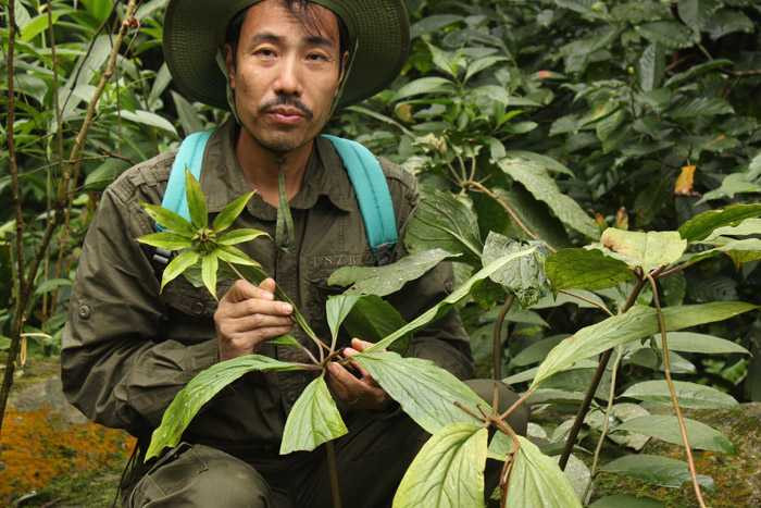 Anh Thanh trong khu rừng thảo dược thất diệp nhất chi hoa do anh gieo trồng. Anh Thanh trong khu rừng thảo dược thất diệp nhất chi hoa do anh gieo trồng.