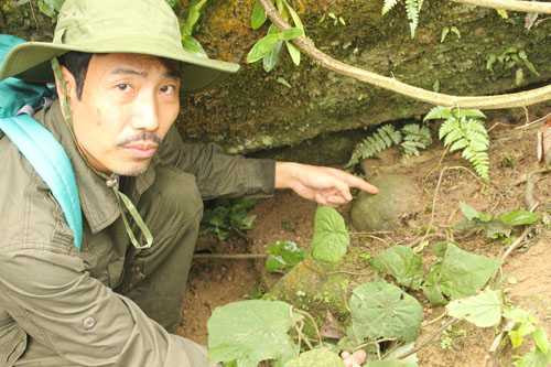 Anh Thanh và củ thuốc kỳ lạ có tên nữ hoàng ở Hoàng Liên Sơn Anh Thanh và củ thuốc kỳ lạ có tên nữ hoàng ở Hoàng Liên Sơn
