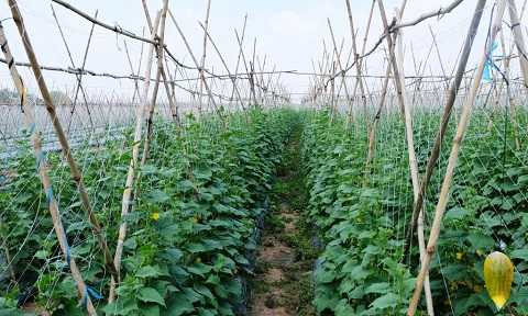 Nhờ canh tác theo phương pháp hiện đại, tuân thủ nghiêm ngặt các yêu cầu về chất lượng các yếu tố đầu vào cũng như quy trình chăm sóc, thu hoạch, đóng gói, bảo quản, phân phối nên sản phẩm của VinEco đáp ứng tối đa yêu cầu về an toàn vệ sinh thực phẩm cũng như hàm lượng dinh dưỡng. Nhờ canh tác theo phương pháp hiện đại, tuân thủ nghiêm ngặt các yêu cầu về chất lượng các yếu tố đầu vào cũng như quy trình chăm sóc, thu hoạch, đóng gói, bảo quản, phân phối nên sản phẩm của VinEco đáp ứng tối đa yêu cầu về an toàn vệ sinh thực phẩm cũng như hàm lượng dinh dưỡng.