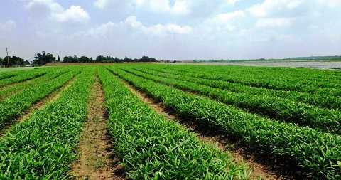 Dự kiến từ nay tới cuối năm 2015, VinEco sẽ cung ứng cho thị trường khoảng gần 4.000 tấn rau sạch đạt chuẩn VietGAP và GlobalGAP. Dự kiến từ nay tới cuối năm 2015, VinEco sẽ cung ứng cho thị trường khoảng gần 4.000 tấn rau sạch đạt chuẩn VietGAP và GlobalGAP.