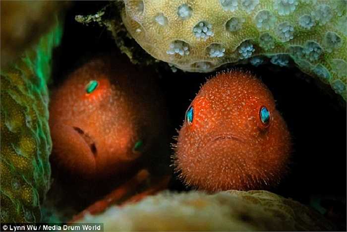 Loài cá Redhead coral Goby có thân hình màu đỏ tươi và những vệt sáng màu vàng, trắng luôn ẩn mình trong những rặng san hô